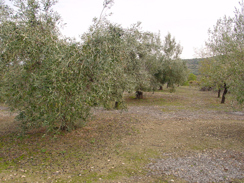 olive yard in november, ready to harvest