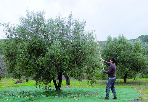 with a long stick we harvest the olive tree