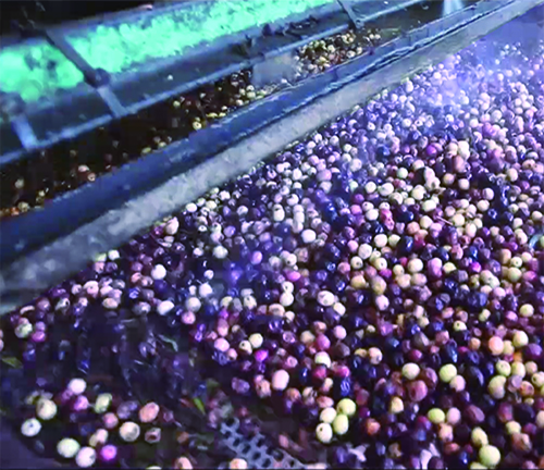 Olives ready to be pressed