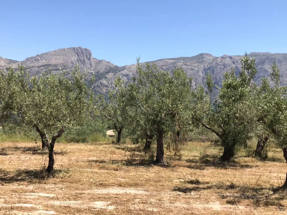 Onze olijfboomgaard in juli 2019